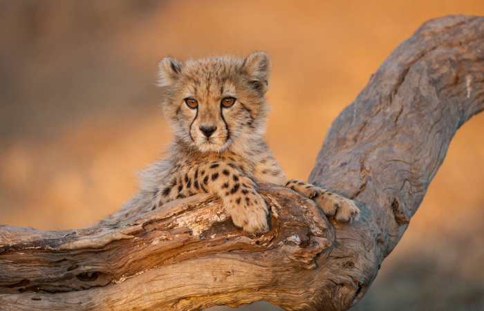 Impacts and Consequences:cheetah-magnificent-but-fragile-experts-list-concerns-for-cheetahs