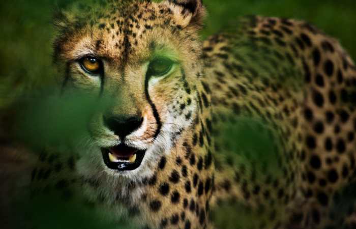Human-Wildlife Conflict: cheetah-magnificent-but-fragile-experts-list-concerns-for-cheetahs