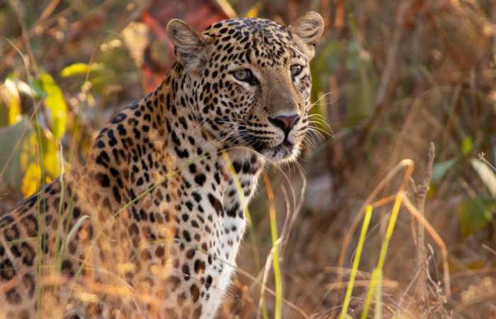 Human-Wildlife Conflict: cheetah-magnificent-but-fragile-experts-list-concerns-for-cheetahs