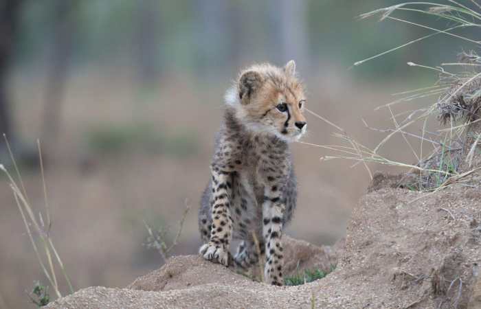 Impacts and Consequences_cheetah-magnificent-but-fragile-experts-list-concerns-for-cheetahs