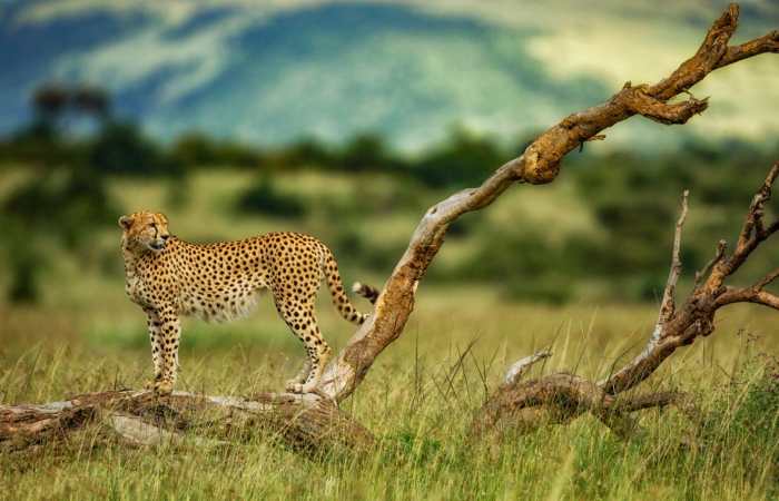 Leopards A Concern For Cheetahs At Kuno