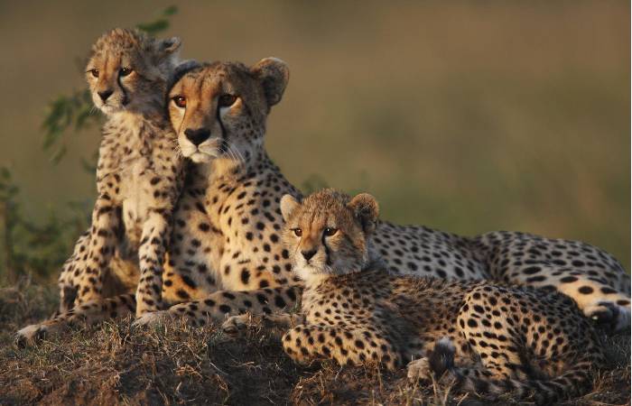 Magnificent But Fragile_ For Cheetahs At Kuno National Park, Expert Lists Big Worries