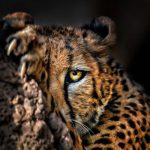 cheetah-magnificent-but-fragile-experts-list-concerns-for-cheetahs