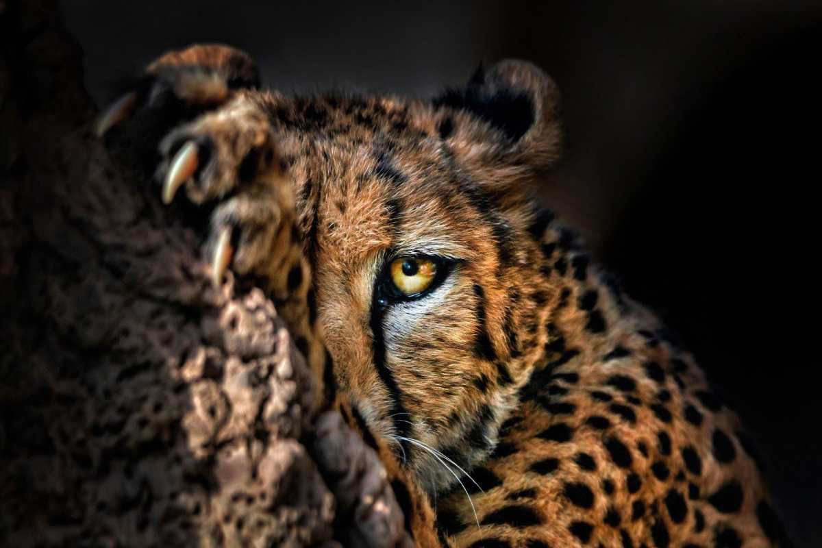 Rajkotupdates.news:cheetah-magnificent-but-fragile-experts-list-concerns